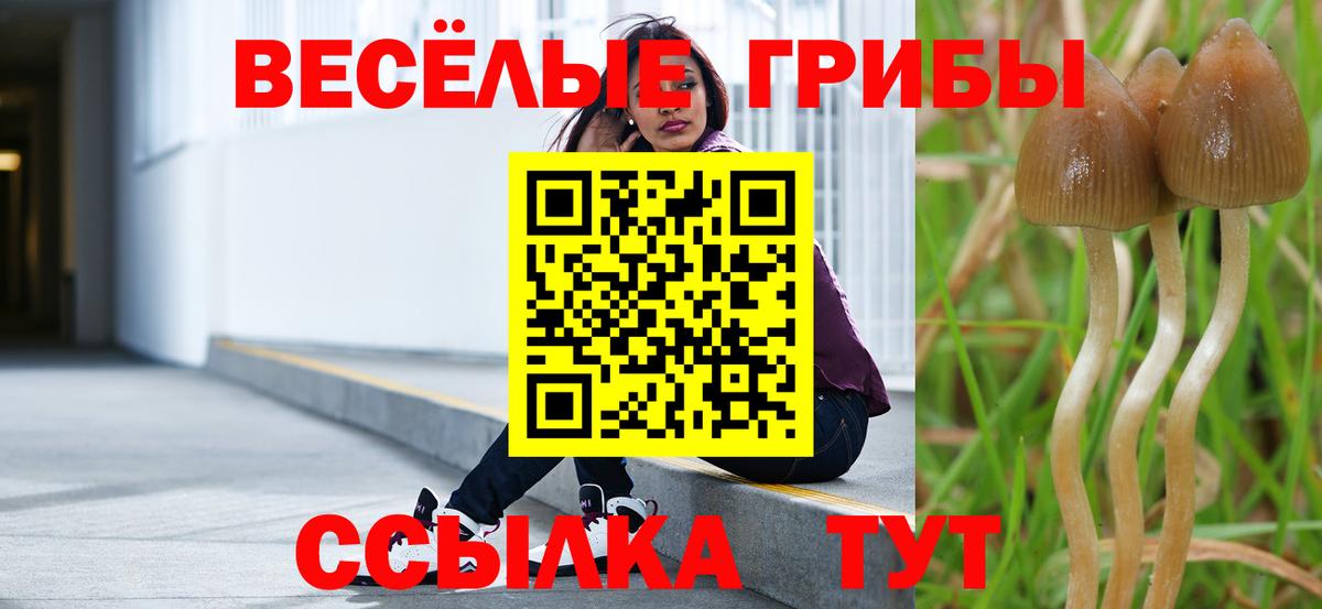 Галлюциногенные грибы Psilocybine cubensis Магадан